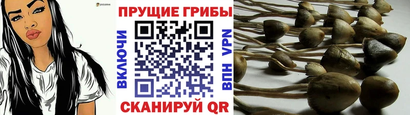 Галлюциногенные грибы Psilocybe  Красноармейск 