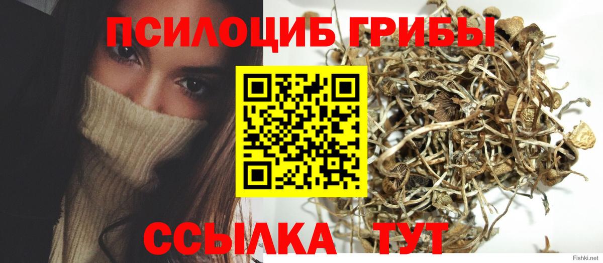 Псилоцибиновые грибы Psilocybe  Вход с VPN  купить наркотики цена  Псилоцибиновые грибы MAGIC MUSHROOMS  Красноармейск 
